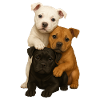 Chien Chiens Chiens mignons