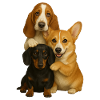 Chien Chiens Chiens mignons