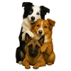 Chien Chiens Chiens mignons