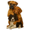 Dog Dogs Cute Dogs