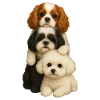 Cane Cani Cani Carini