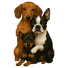 Chien Chiens Chiens mignons