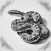 Black and White Scale Snake
