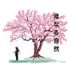 Under the blossoming cherry tree