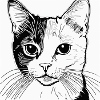 My cat's name is David