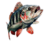 Anglerin