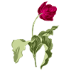 Elegant Tulip Illustration