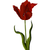 Red Tulip