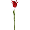Abstract Tulip Blossom in Red