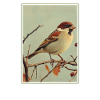 Sparrows Sparrow