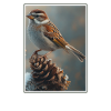 Sparrows Sparrow