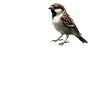 Sparrows Sparrow
