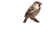 Sparrows Sparrow