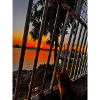 Sunset by the river with cat