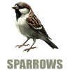 Sparrows Sparrow