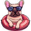 French Buldog Dog Summer