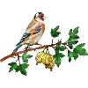 Bunter Vogel