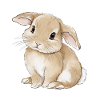 Mignon bébé lapin lapin