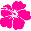 Vibrant Hibiscus Flower Fuchsia Pink