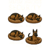 Belgian Malinois