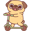 Cute Pug Playing On Kick Scooter