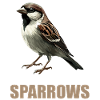 Sparrows Sparrow