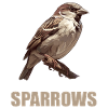 Sparrows Sparrow