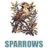 Sparrows Sparrow