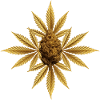 Goldene Hanfblätter mit Bud