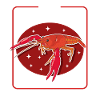 Crayfish Noble Crayfish Seafood Gift