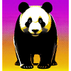 panda