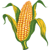 Corn
