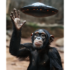 Schimpanse Affe UFO
