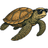 Schildkröte mit Sunglasses für Freizeitmode