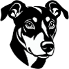 Elegant Black and White Pinscher