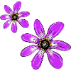 Flowers Pink