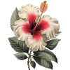 Fleur d’hibiscus