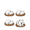 Samoyède