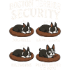Boston Terrier