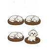 Maltese
