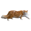light brown white longhair cat, walking, photography
