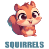 Squirrel