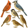 Natural Bird Collection