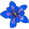 Gentian, Flower