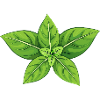 Basilic