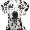 Dalmatian