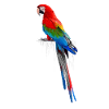 Parrot