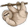 Charming Sloth Hugging Branch 