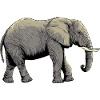 Individual elephant design