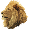 Majestic lion head in digital style